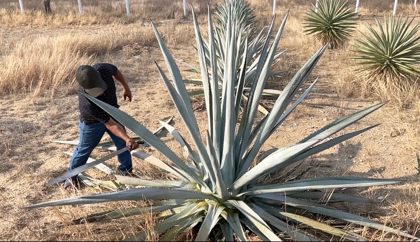 Mezcales de Cata - Galería 4